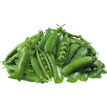Quinoa peptide Pea protein peptide for body nutrients improvement Manufactory
